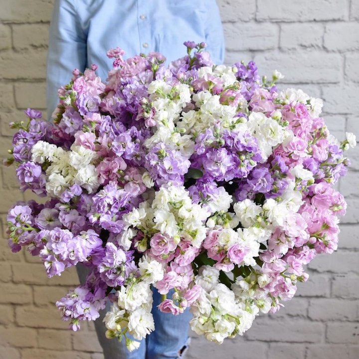 Облако маттиол в Старом Осколе