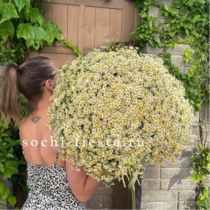 101 ромашка в Старом Осколе