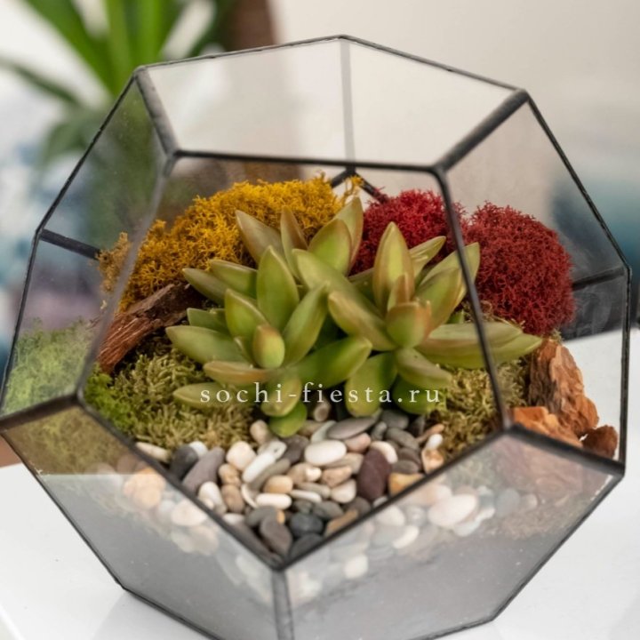 Флорариум “Додекаэдр” с суккулентом Седум в Старом Осколе