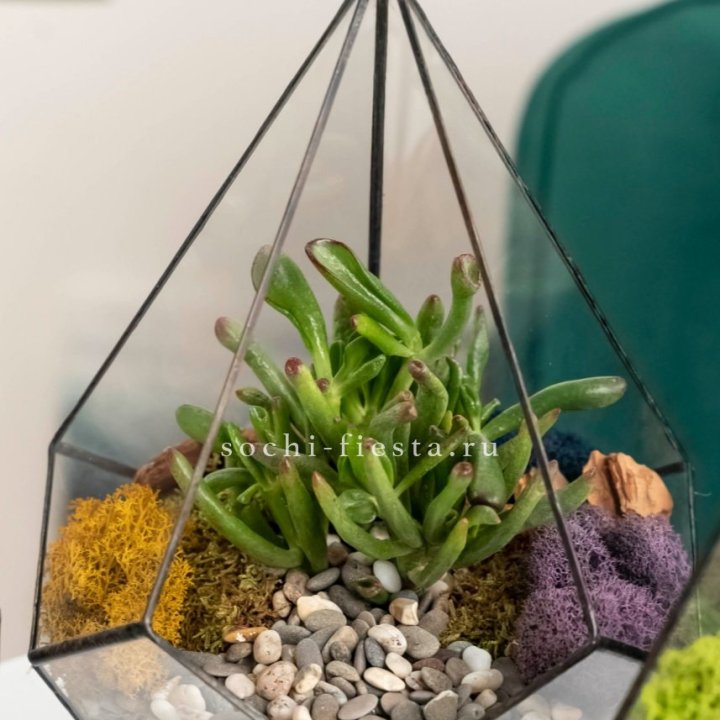 Флорариум “Капля” с суккулентом Крассула Хоббит в Старом Осколе