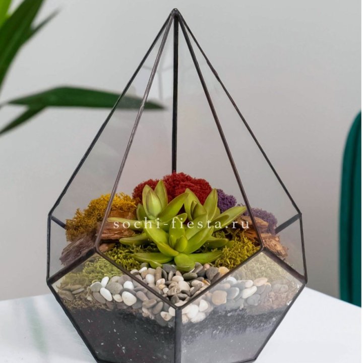 Флорариум Капля с суккулентом в Старом Осколе
