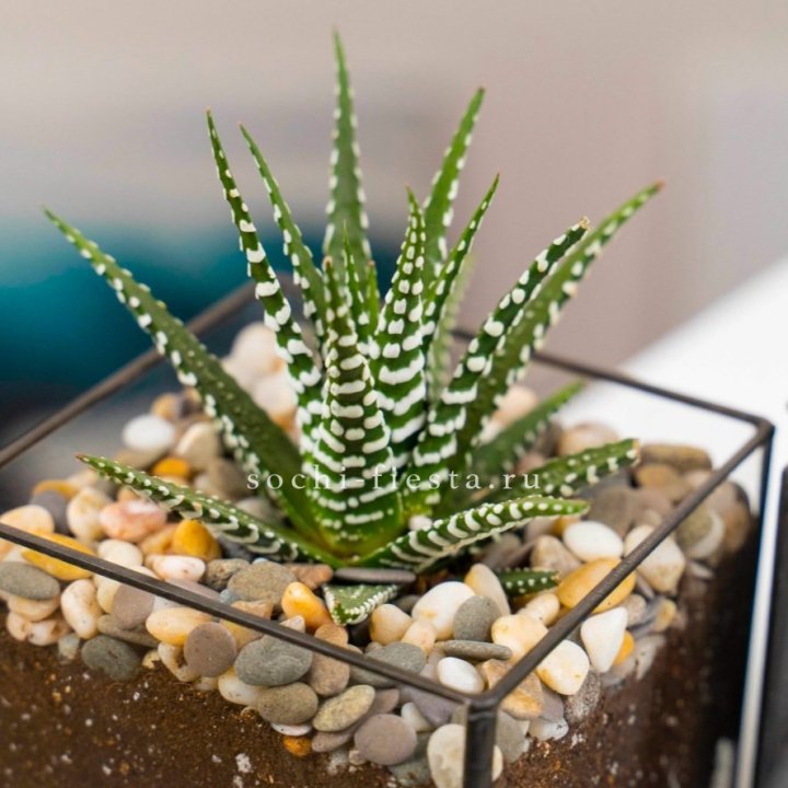 Флорариум Кубик с суккулентом Хавортия в Старом Осколе