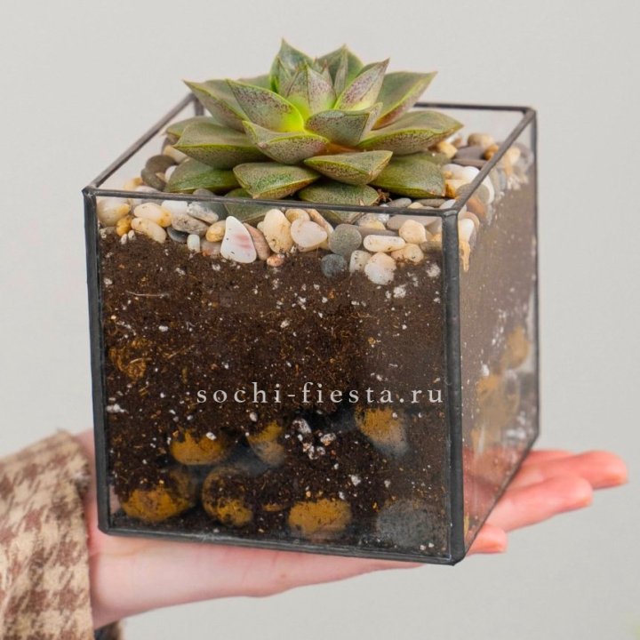 Флорариум Кубик с суккулентом Каменная роза в Старом Осколе