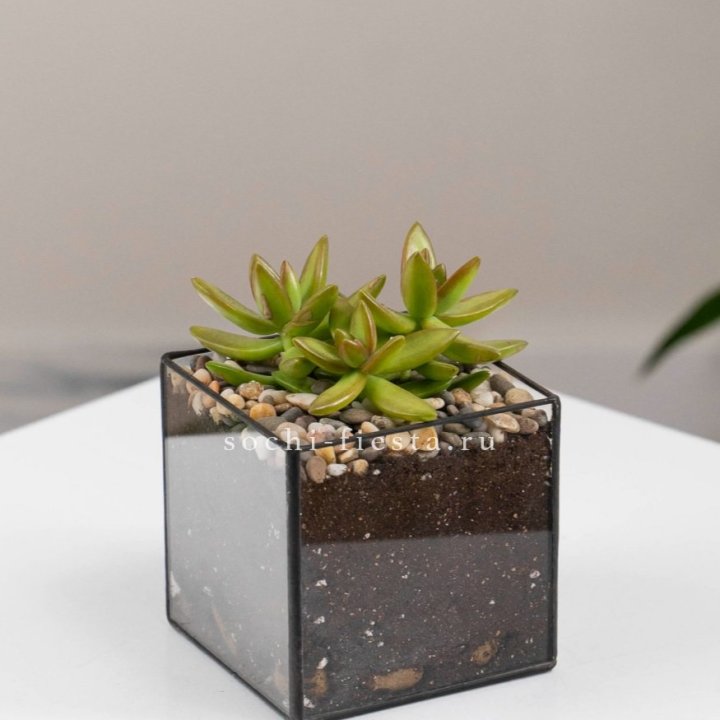 Флорариум Кубик с суккулентом Седум в Старом Осколе