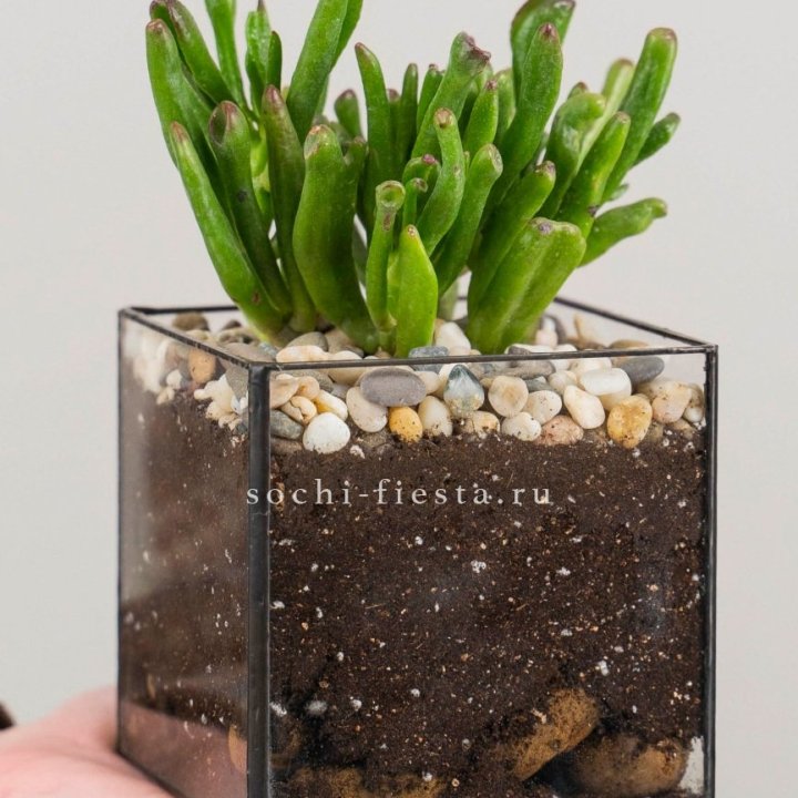 Флорариум Кубик с суккулентом Хоббит в Старом Осколе