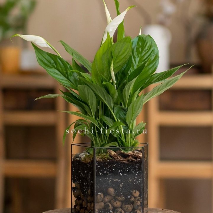 Спатифиллум в кашпо Пятиугольник в Старом Осколе