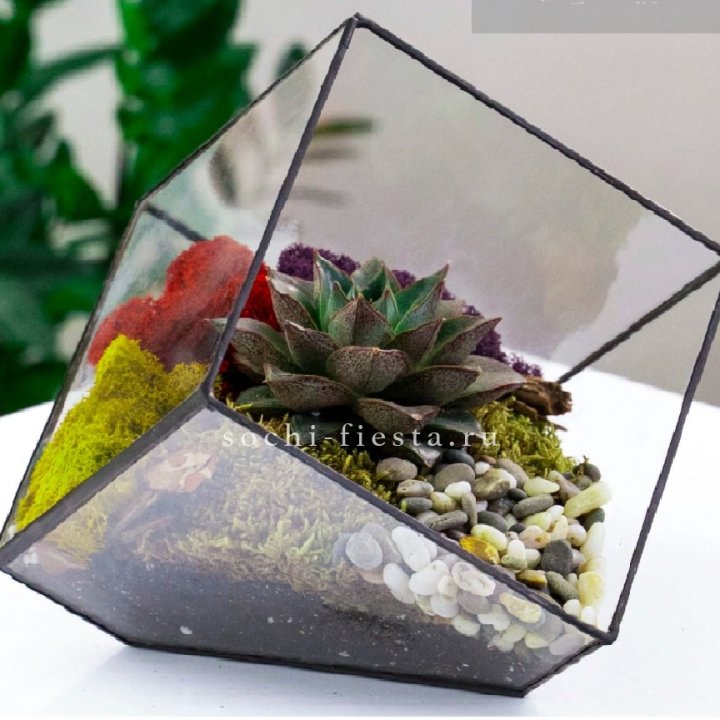 Флорариум Куб усеченный с суккулентом Каменная роза в Старом Осколе