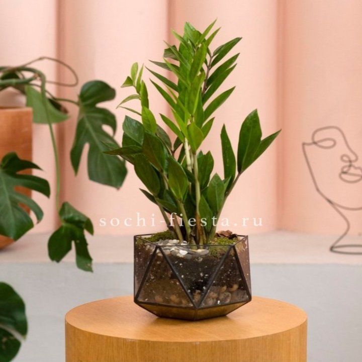 Замиокулькас в кашпо Икосаедр в Старом Осколе