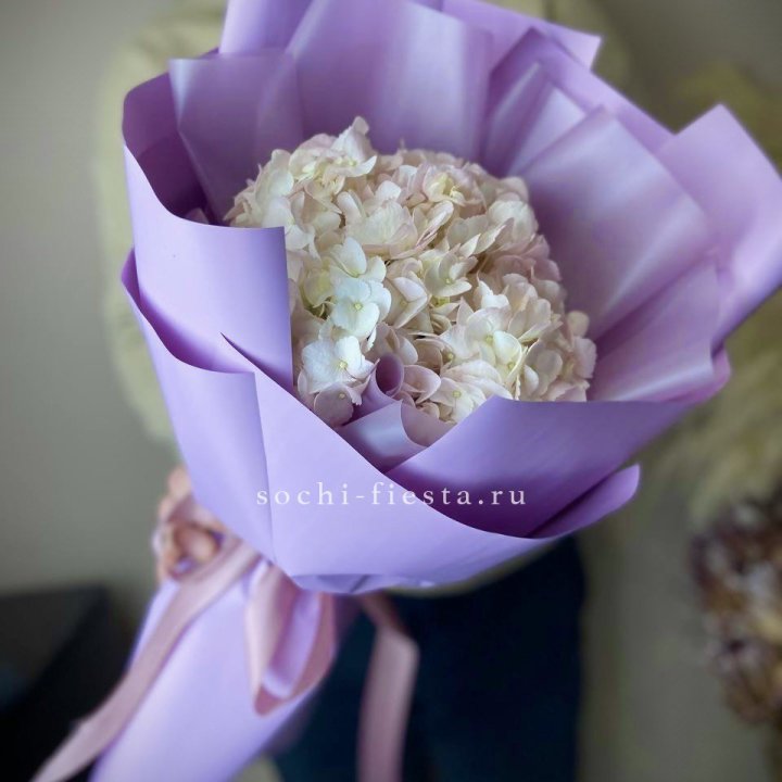 Гортензия розовая в Старом Осколе