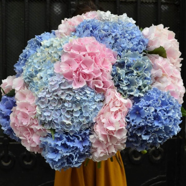 Букет гортензий "Фонтан" в Старом Осколе