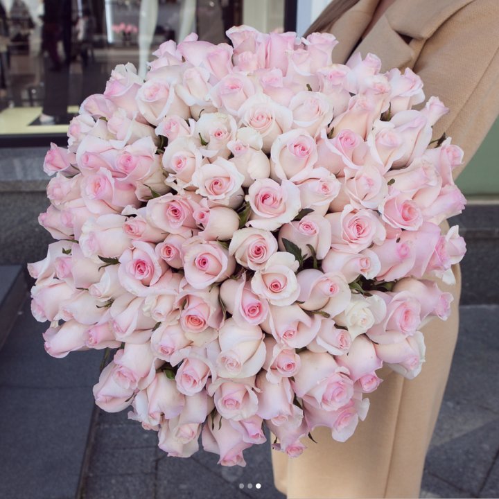 Розы "Пинк бум" в Старом Осколе