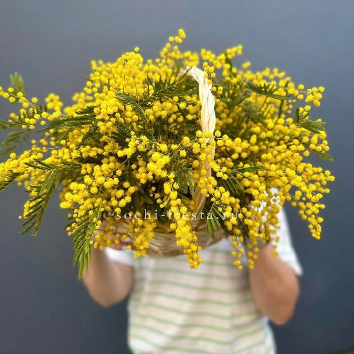 Весенняя корзина мимозы в Старом Осколе