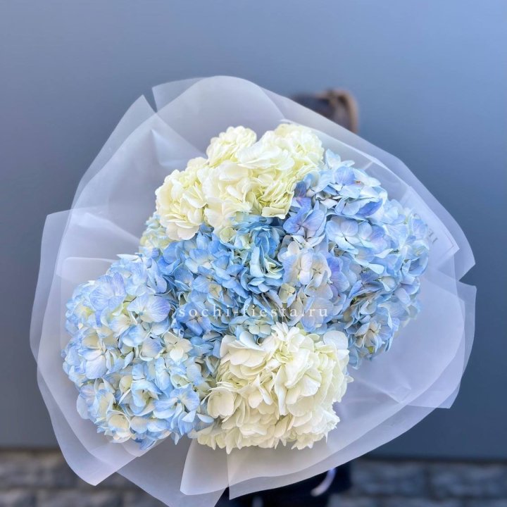 5 бело-голубых гортензий в Старом Осколе