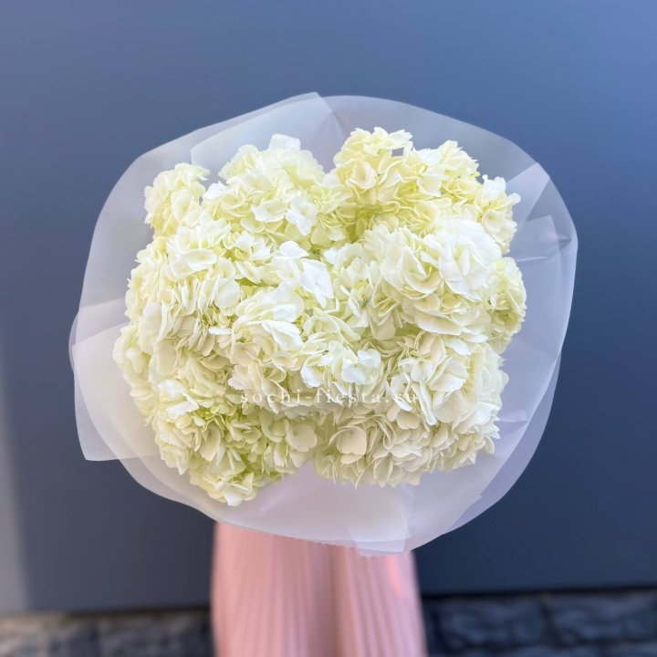 7 белых гортензий в Старом Осколе