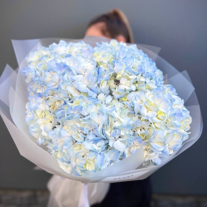 5 голубых гортензий в Старом Осколе