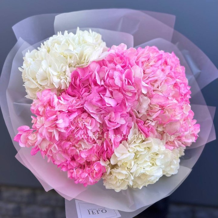 5 бело-розовых гортензий в Старом Осколе