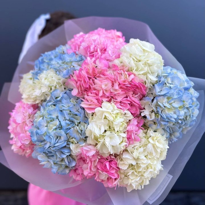 11 гортензий микс в Старом Осколе