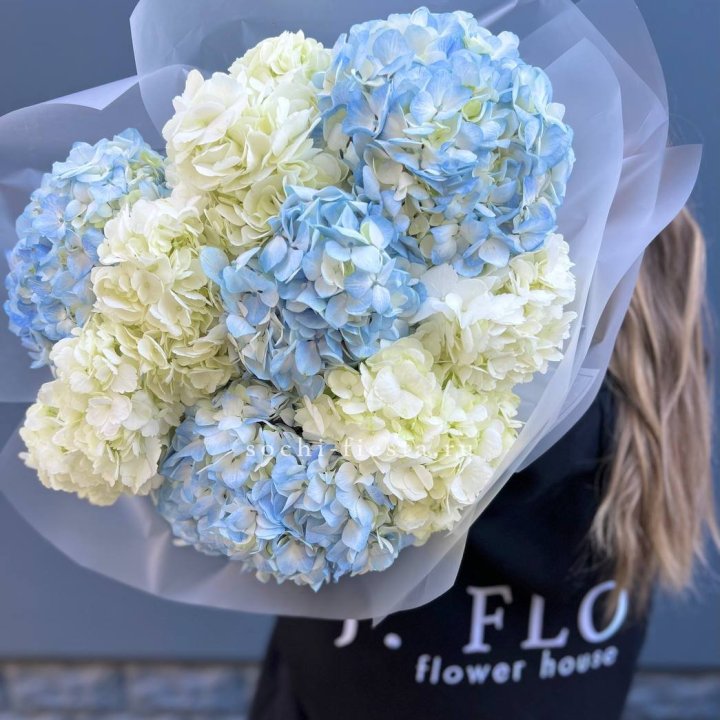 9 бело-голубых гортензий в Старом Осколе