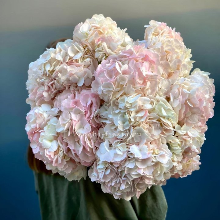 Охапка розовой гортензии в Старом Осколе