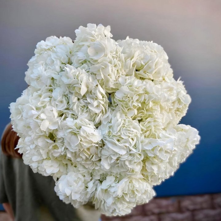 Охапка белой гортензии в Старом Осколе