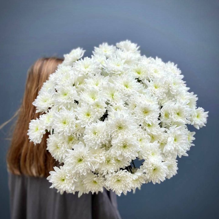 Охапка Хризантемы кустовой в Старом Осколе