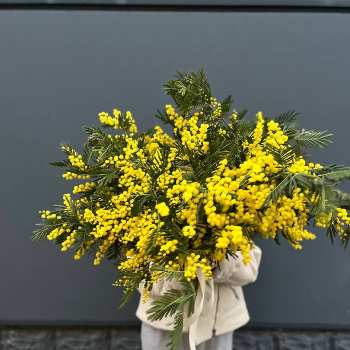 Охопка мимозы в Старом Осколе