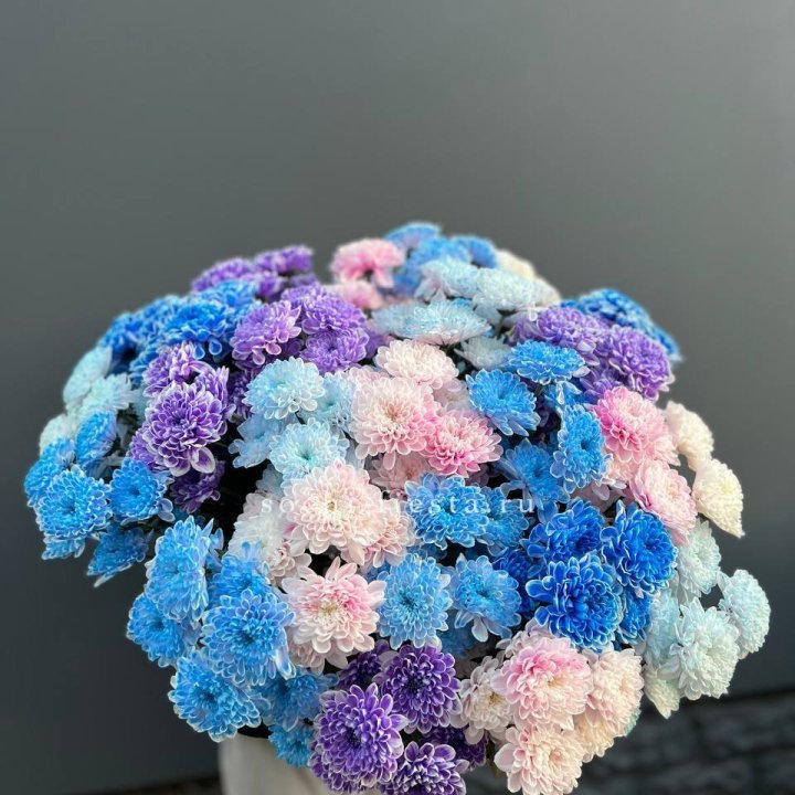 25 цветных хризантем в Старом Осколе