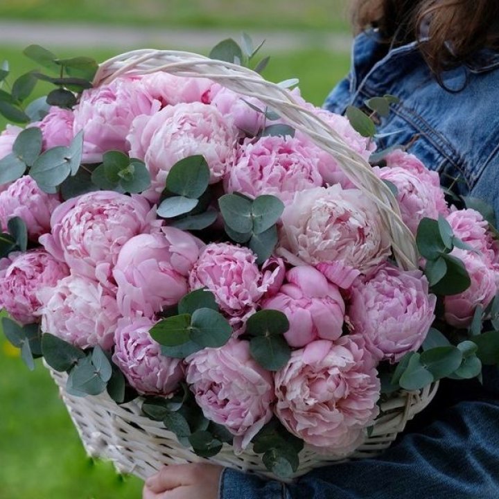 51 пион в корзине в Старом Осколе