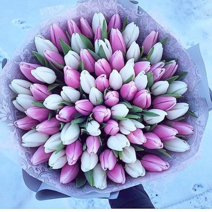 101 тюльпан "Лолипоп" в Старом Осколе